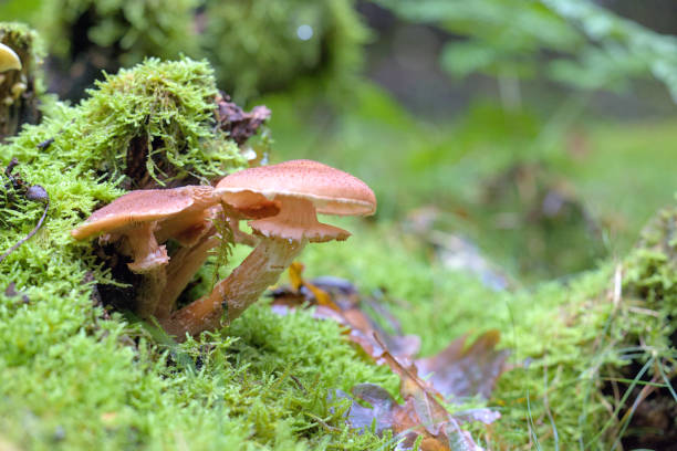 istock Mushrooms in the Autumn Woods 1768230120