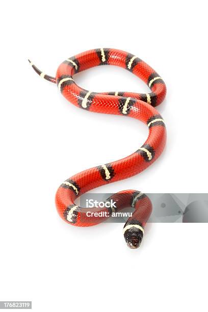 Nelsons Milk Snake Stockfoto und mehr Bilder von Dreiecksnatter - Dreiecksnatter, Freisteller – Neutraler Hintergrund, Schlange - Kriechtier