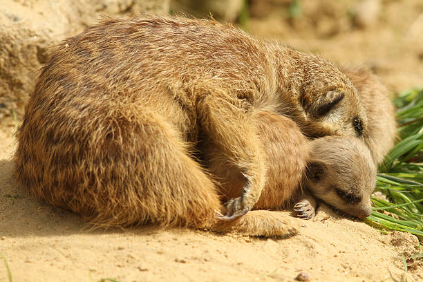 istock Meerkat with baby sleeping 176823140