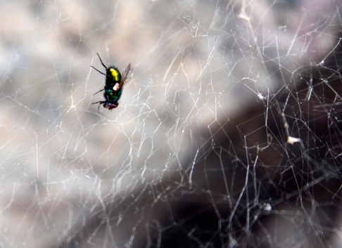 Fly Caught in Black Widow Spiderweb.