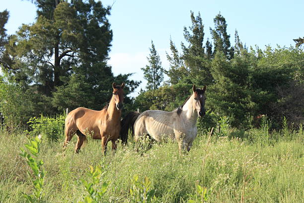 istock Brown and white horses staring 176823167