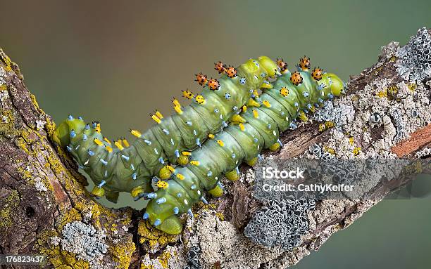 Два Caterpillars In Love — стоковые фотографии и другие картинки Без людей - Без людей, Безпозвоночное, Горизонтальный