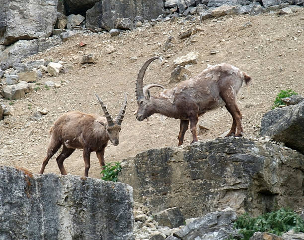istock two Alpine Ibex at fight in stony ambiance 176823637