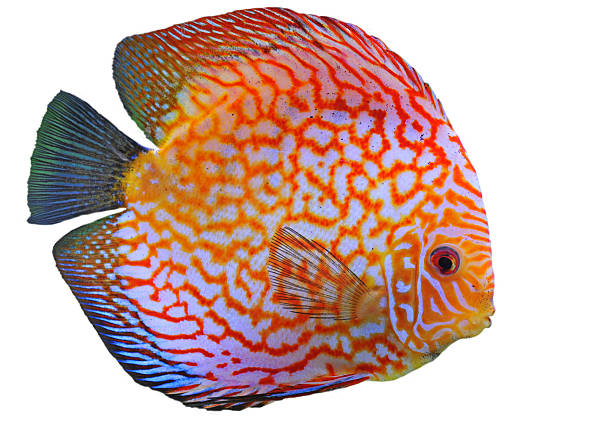 discus portrait of a red  tropical Symphysodon discus fish in a white background discus fish symphysodon stock pictures, royalty-free photos & images