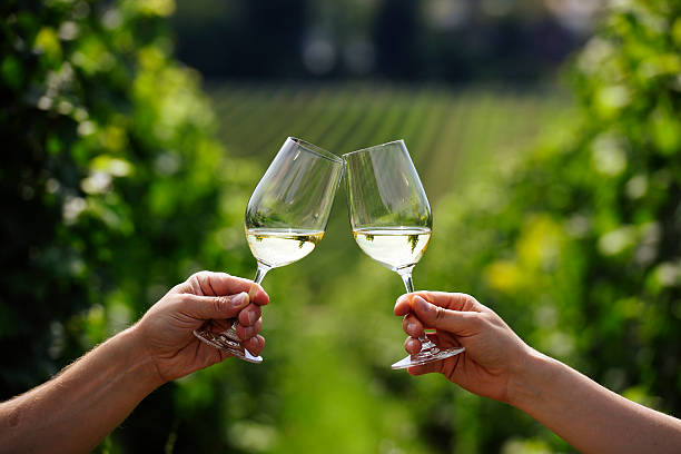 istock Toasting with two glasses of white wine in vineyard 176823926
