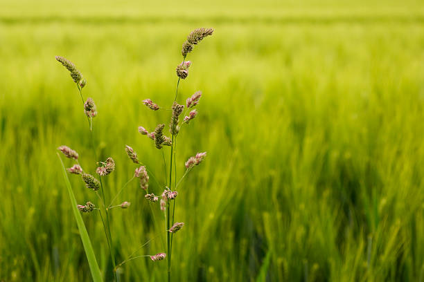 Grass in front of green cornfield stock photo