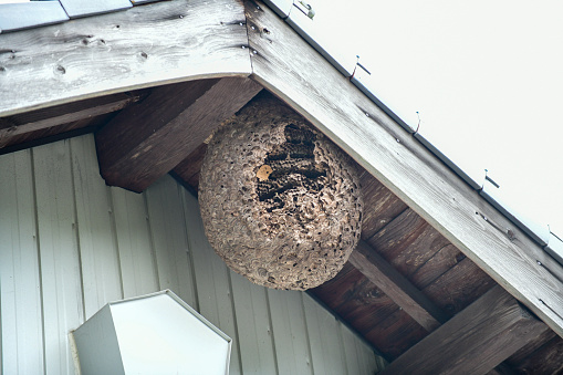 A hornet nest hanging under the eaves of an old Japanese house