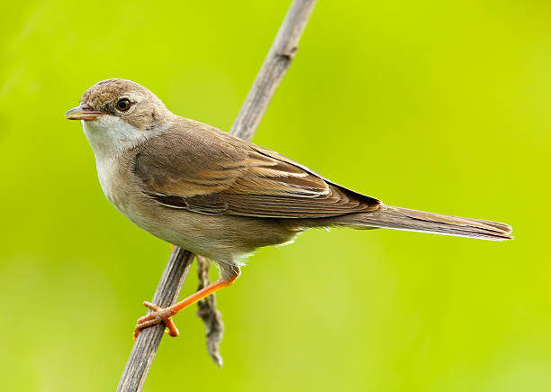 istock female of a Whitethroat, Sylvia communis 176824258