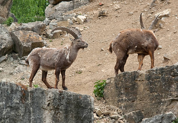 istock Alpine Ibex in stony ambiance 176824295