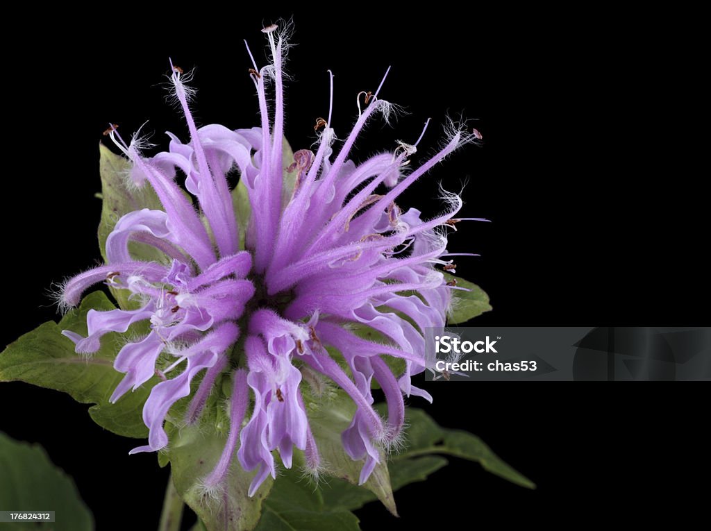 Wild Bergamotte, Monarda fistulosa - Lizenzfrei Baumblüte Stock-Foto