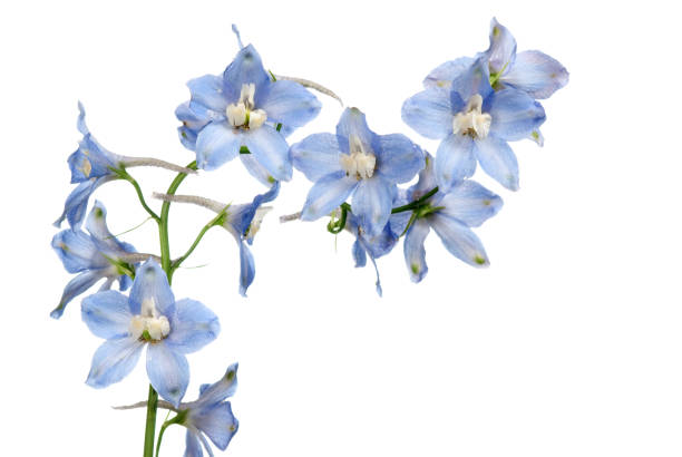 istock Blue delphinium flower isolated on white 1768243696