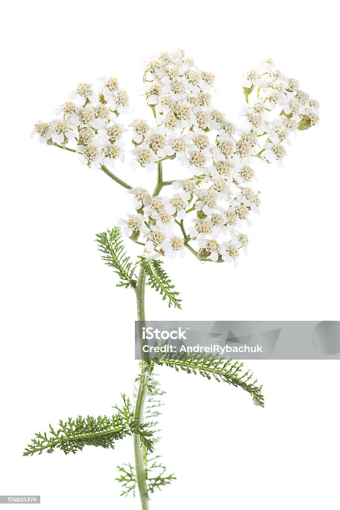 milfoil on  white milfoil for herbal medicine Aromatherapy Stock Photo