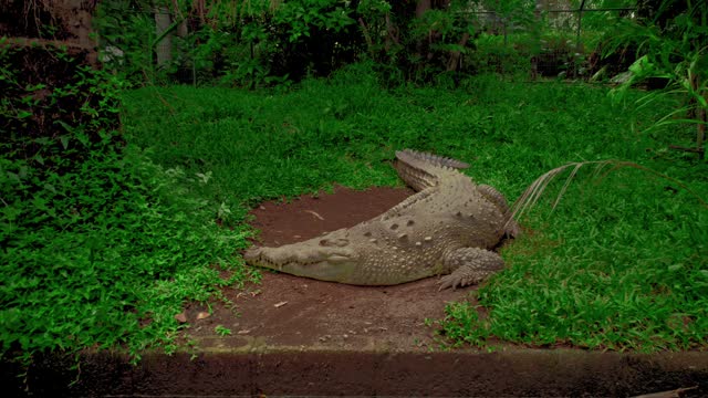 Video zooms in and out to capture the details of the caiman resting on the ground