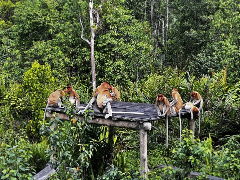 A family group of Proboscis monkeys sitting on a wooden platform in the rainforest