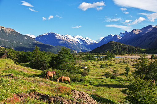 Horses in El Chalten village in Patagonia of Argentina