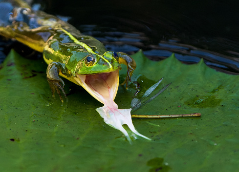 Indian green pond frog catches a damselfly with it's tongue.