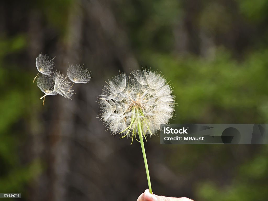 Aigrette de pissenlit Head - Photo de Fleur de pissenlit libre de droits