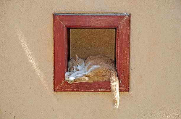 dormitorio de gato - schlafend fotografías e imágenes de stock