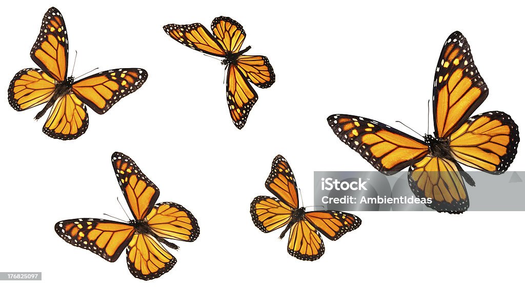 Monarch Schmetterlinge fliegen in verschiedenen Positionen - Lizenzfrei Schmetterling Stock-Foto