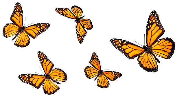 monarca mariposas volando en diferentes posiciones - butterfly monarch butterfly isolated flying fotografías e imágenes de stock