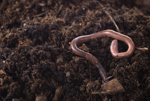 Earthworm in soil.