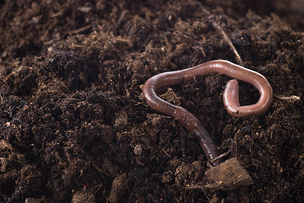 Closeup of an earthworm in the dirt Earthworm in soil. earthworm photos stock pictures, royalty-free photos & images