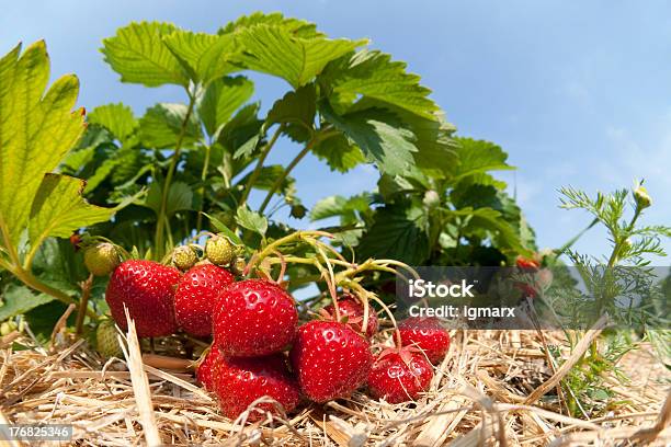 Fresa Plantation Foto de stock y más banco de imágenes de Fresa - Fresa, Flora, Agricultura