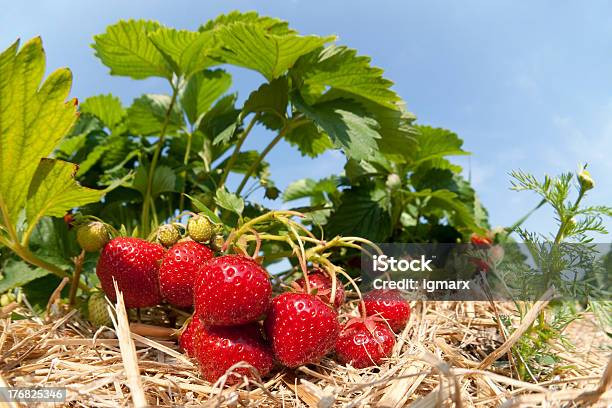 스트로우베리 플렌테이션 딸기에 대한 스톡 사진 및 기타 이미지 - 딸기, 식물, 0명