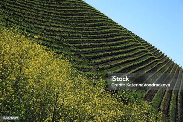 ブドウ園 - つる草のストックフォトや画像を多数ご用意 - つる草, カラー画像, カリフォルニア州
