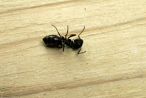 dead fourmi ouvrière - wood ant photos et images de collection