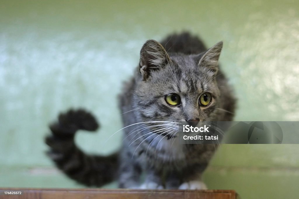 Kitty Curious cat looking aside. Horizontal colour photo. Animal Stock Photo