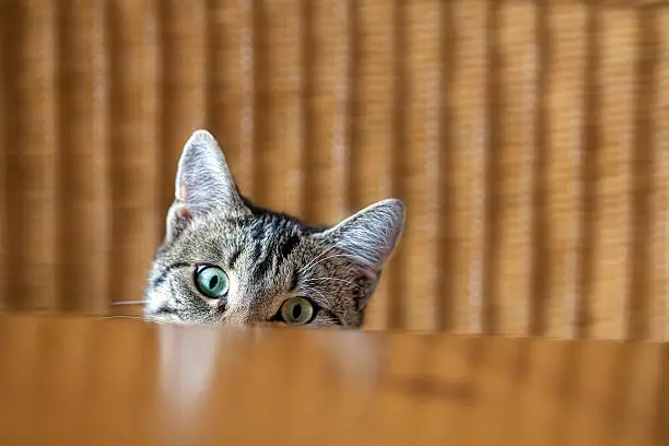 Photo of Curious kitten