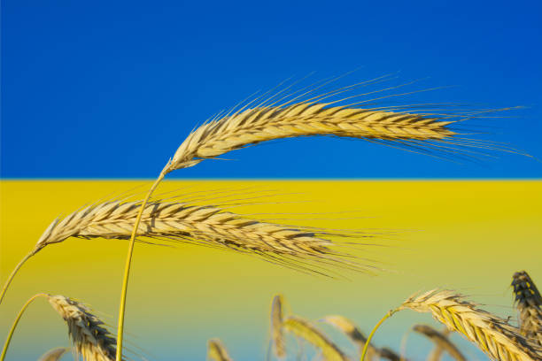 istock Ukraine: The granary of Europe 1768256751
