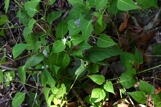 istock Marvel of Peru ( Mirabilis jalapa ) fruits. 1768257824