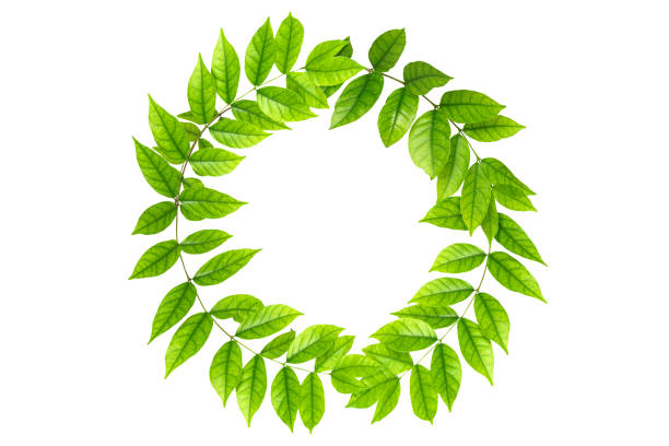 istock Circle frame of beautiful green leafs. 1768257828