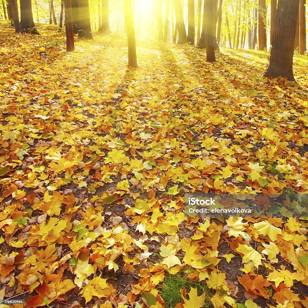 Puesta de sol en el bosque de otoño. - Foto de stock de Aire libre libre de derechos