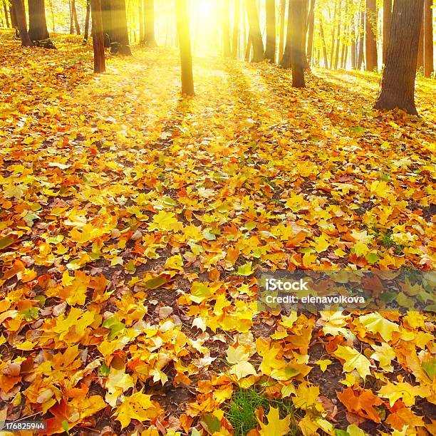 Puesta De Sol En El Bosque De Otoño Foto de stock y más banco de imágenes de Aire libre - Aire libre, Amarillo - Color, Arbusto