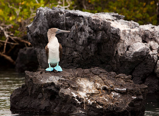 blue footed booby na rock - footed zdjęcia i obrazy z banku zdjęć