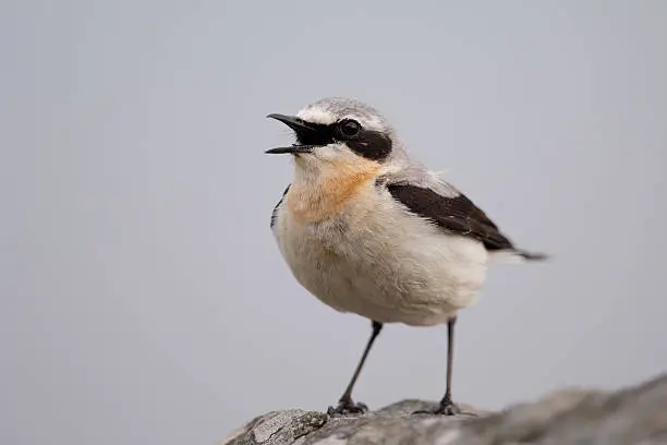 A SteinschmAtzer (Oenanthe oenanthe) sings on his waiting