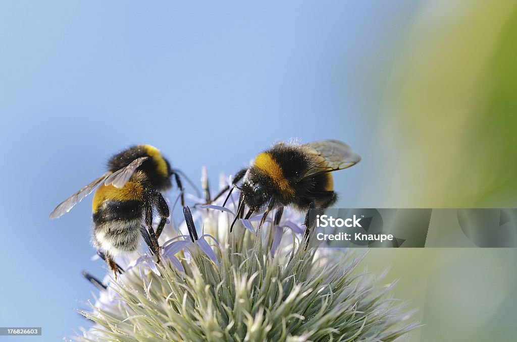 Dwa bumblebees w globe thistle Główka kwiatu - Zbiór zdjęć royalty-free (Pszczoła)
