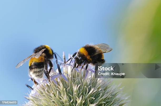 Dwa Bumblebees W Globe Thistle Główka Kwiatu - zdjęcia stockowe i więcej obrazów Pszczoła - Pszczoła, Globe Thistle, Oset