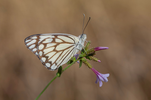 large white migratory butterfly, Brown-veined White, Belenois aurota