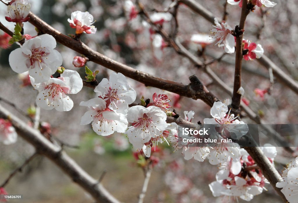 Blossoming Árvore - Royalty-free Ao Ar Livre Foto de stock