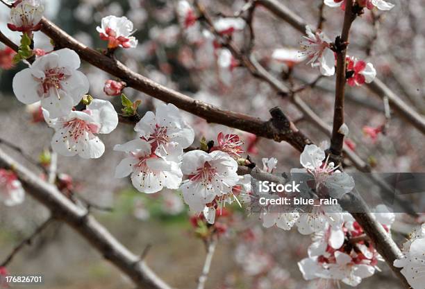 Blossoming Árvore - Fotografias de stock e mais imagens de Ao Ar Livre - Ao Ar Livre, Beleza natural, Botânica - Ciência de plantas