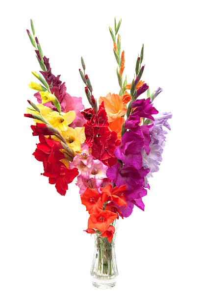 bouquet di gladioli colori - flower purple gladiolus isolated foto e immagini stock