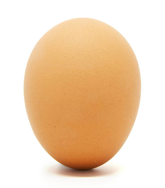 brown egg stock photo