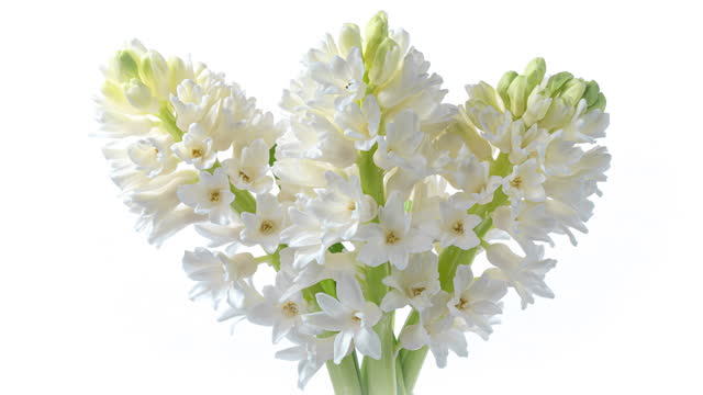 Spring flowers Hyacinth opening. Blooming of beautiful flowers on white background. Timelapse.