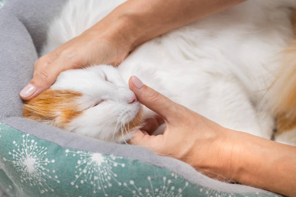 istock a woman's hand strokes a cat lying in a bed 1768273016
