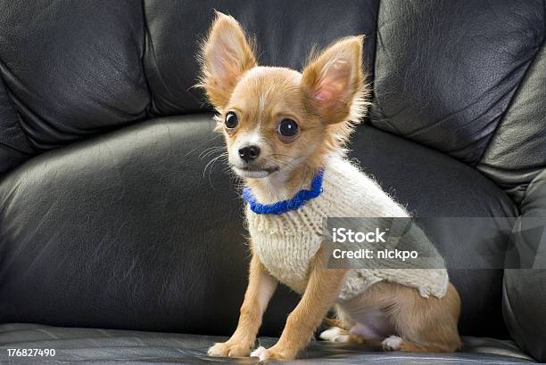 Chihuahua Cachorrinho Coberto Com Um Salto Em Branco - Fotografias de stock e mais imagens de Branco