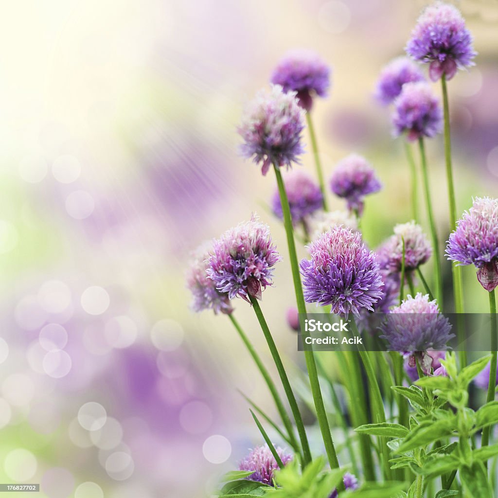 Fiori di erba cipollina - Foto stock royalty-free di Agricoltura